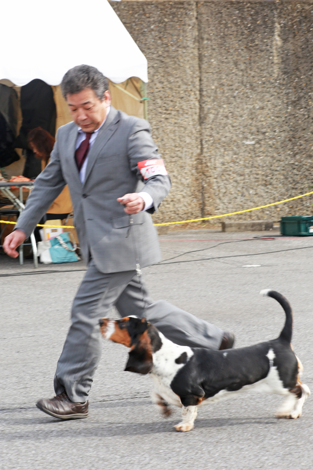 20140225dogshow02