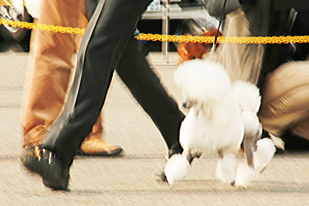 20140225dogshow03