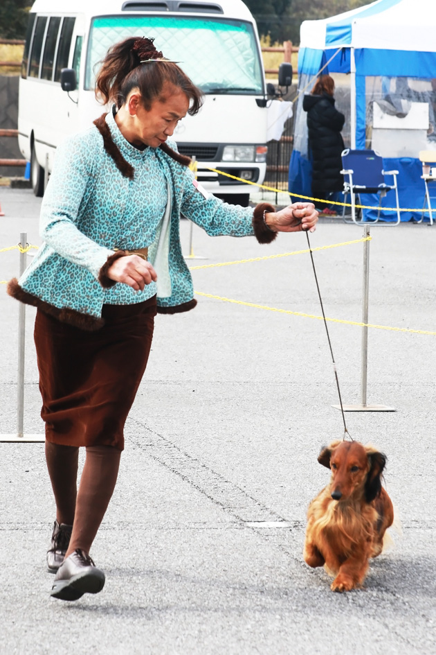20140225dogshow04
