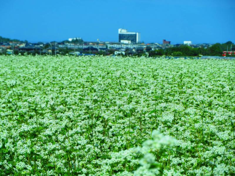 201602211030瑠菜満月_市原