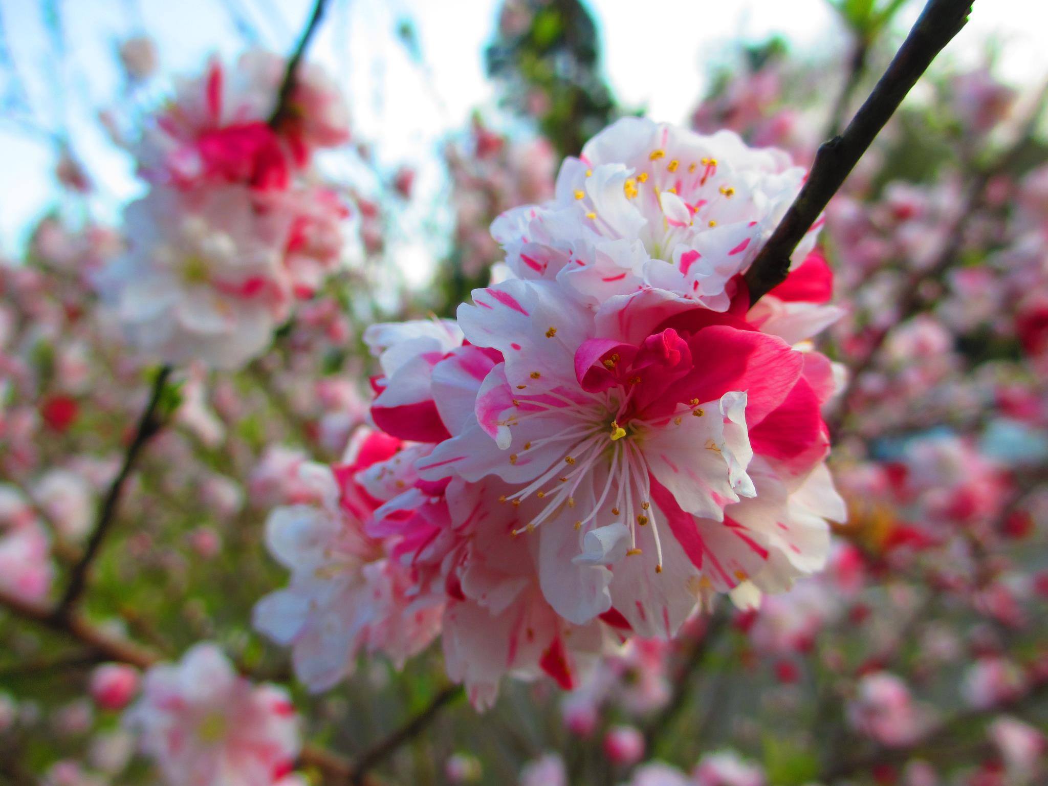 201602172235瑠菜満月_長生